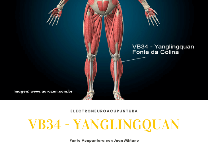 vb34-yanglingquan-nervio-peroneo-superficial